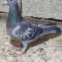 گرفتنی مسافتی|پرنده|مینودشت, |دیوار