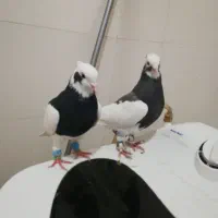 یه جفت طوقی