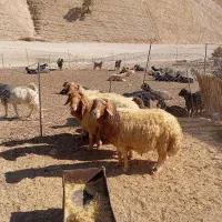 فروش ۳عدد ورن|حیوانات مزرعه|سیوان, |دیوار