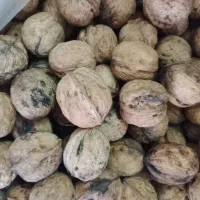 گردو محلی|خوردنی و آشامیدنی|چاف و چمخاله, |دیوار