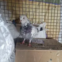 کفتر پرشی شمرونی تهرانی غریب گیری|پرنده|تهران, جیحون|دیوار