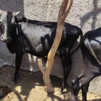 گاو|حیوانات مزرعه|نرماشیر, |دیوار