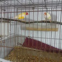 فنج گلدین نر وماده جوان سالم سرحال