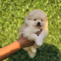 پامر عروسکی