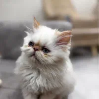 بچه گربه هیمالیا رد نویز|گربه|کیش, |دیوار