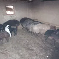 میش بردار|حیوانات مزرعه|زاویه, |دیوار