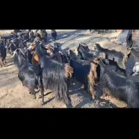 بوزگوشتی|حیوانات مزرعه|مریوان, |دیوار