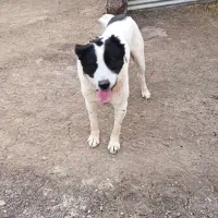 سگ اصیل آلابای وقدر جانی