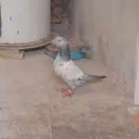 کبوتر|پرنده|بندر کنگان, |دیوار