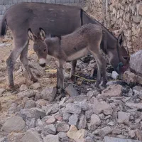 فروش خر ماده با کری خر
