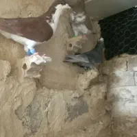 کبوتر پرشی ضربه|پرنده|شهرآباد, |دیوار