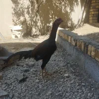 لاری