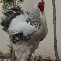 جوجه برهما