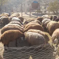 بره نر|حیوانات مزرعه|کوهدشت, |دیوار