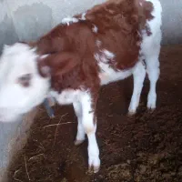 گوساله|حیوانات مزرعه|آق قلا, |دیوار