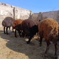 بره نر پرواری