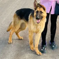 سگ ژرمن شپرد