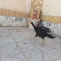 جوجه لاری