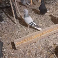 کبوددمسفید ماده