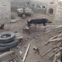 خر نر رمگی یک ساله|حیوانات مزرعه|تربت جام, میان جام|دیوار