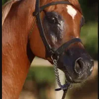 خرید و فروش و آموزش اسب