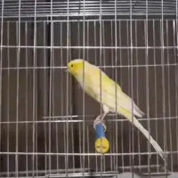 ۶ عدد قناری  رسمی بلند همه طلایی پدر مادر دار