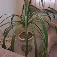 گل و گلدان مخصوص گوشه سالن