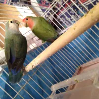 جفت ملنگو مست مست و کوتوله برزیلی مولد|پرنده|تبریز, |دیوار