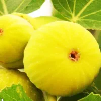 معتبرترین مرکز پیش فروش نهال لیبل دار انجیر عسلی|خدمات باغبانی و درختکاری|ابریشم, |دیوار