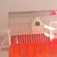 یک جفت فنچ کینگ مولد