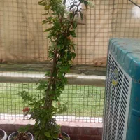 باغبانی و سمپاشی هرس کردن ازبین بردن علفهای هرز|خدمات باغبانی و درختکاری|کرمان, |دیوار