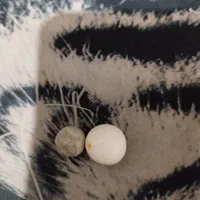 مهر اسیاب نر و ماده