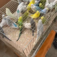 مرغ عشق کوتوله طوطی فروش وخرید|پرنده|قم, دانش|دیوار