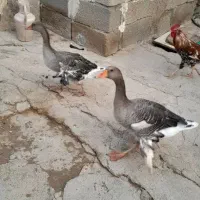 غاز جوان برای فروش