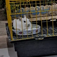 خرگوش|موش و خرگوش|اصفهان, خلجا|دیوار