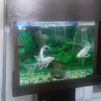 آکواریوم به همراه ماهی و لوازم و میز فوری فروشی|ماهی|تهران, اوقاف|دیوار