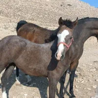 اسب|اسب و تجهیزات اسب‌سواری|شیراز, گویم|دیوار