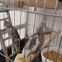 عروس هلندی جفت با3تا تخم و قفس و وسایلاش|پرنده|آفتاب, |دیوار