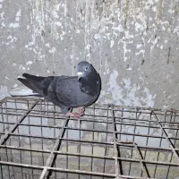 سلام فروش 15عدد لوت