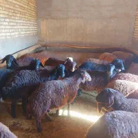 بره ماده|حیوانات مزرعه|سردرود, |دیوار