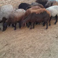 گوسفند جوان شیشک آبستن سنگین|حیوانات مزرعه|کرج, استاندارد|دیوار