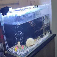 آکواریوم شیشه خم با کلیه لوازم 100لیتری|ماهی|تهران, باغ خزانه|دیوار