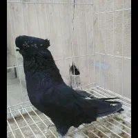 کبوتر نوک قنار