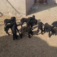 13رس‌بره‌شیری‌‌موجود‌است