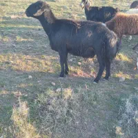 قوچ قره قزل