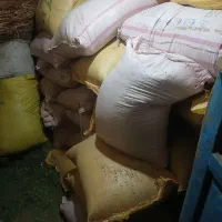 گندم بوجاری شده دیم سرداری مرغوب آگاه علیا