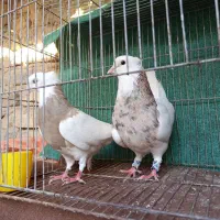 پرنده،کفتر،طوقی|پرنده|نیشابور, سرآب کوشک|دیوار