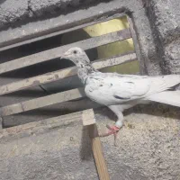 کفتر|پرنده|مشهد, کارمندان دوم|دیوار