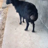 قوچ قره قزل سیاه تازه ۴دندون شده