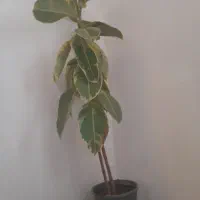 گل فیکوس یک متر